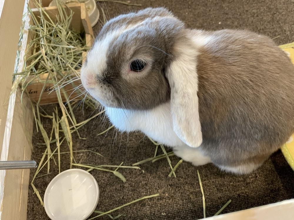 Hotel AreaOne Hiroshima Wing