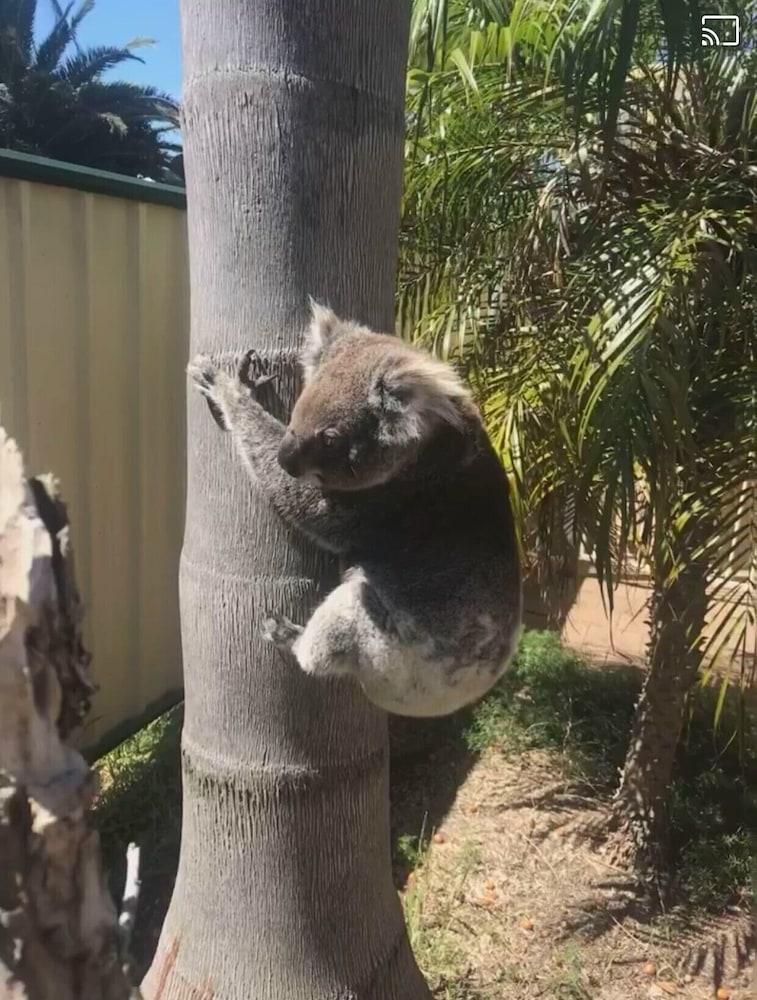 Corlette Palms Motor Inn