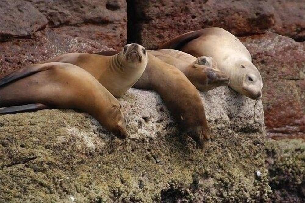 Casa Del Mar - Paradise In Cabo Pulmo! 1 Bedroom Villa by RedAwning