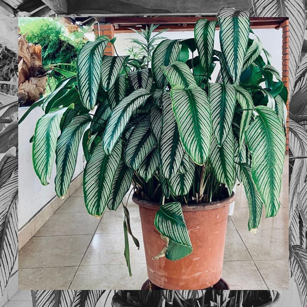 Hotel Campestre Davilejas