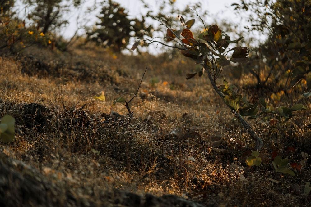 Riva Stays And Trails