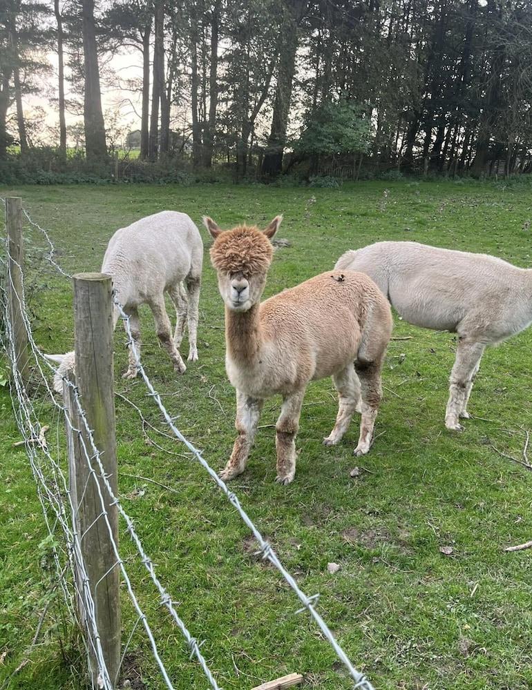 Immaculate 2-bed Lodge in Harrogate