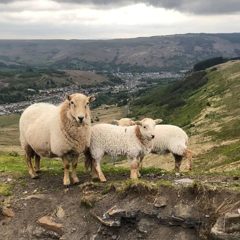 Shepherds Cottage Bryncethin