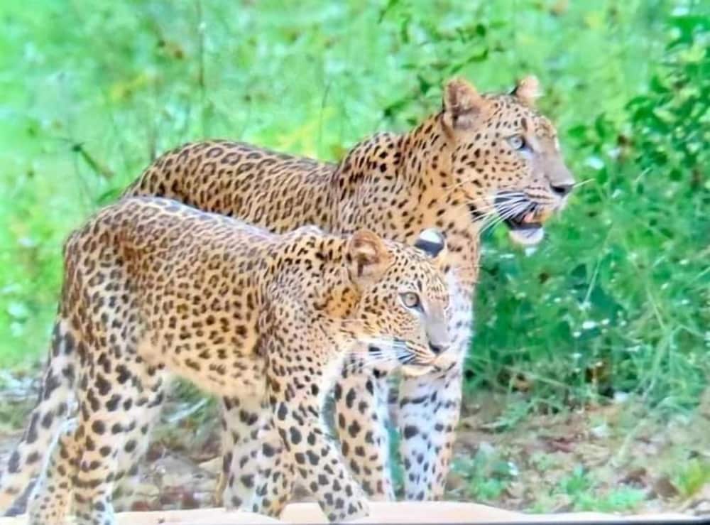 Elephant Safari Lodge