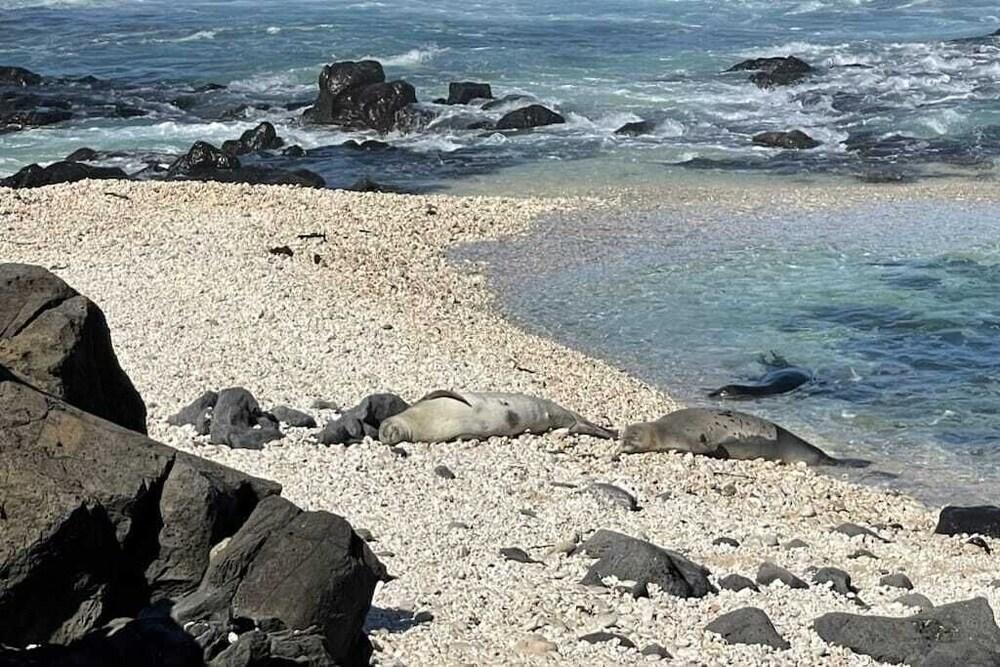 Studio Nene by AvantStay | Chic, Cozy, King Bed