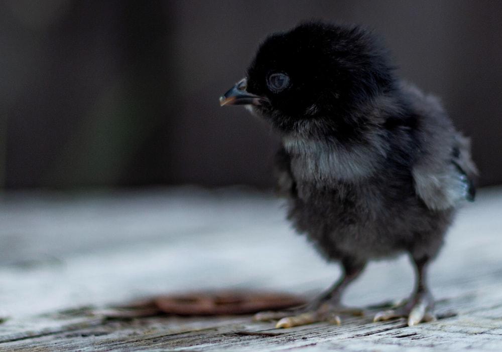 Mickels bondgårdsglamping