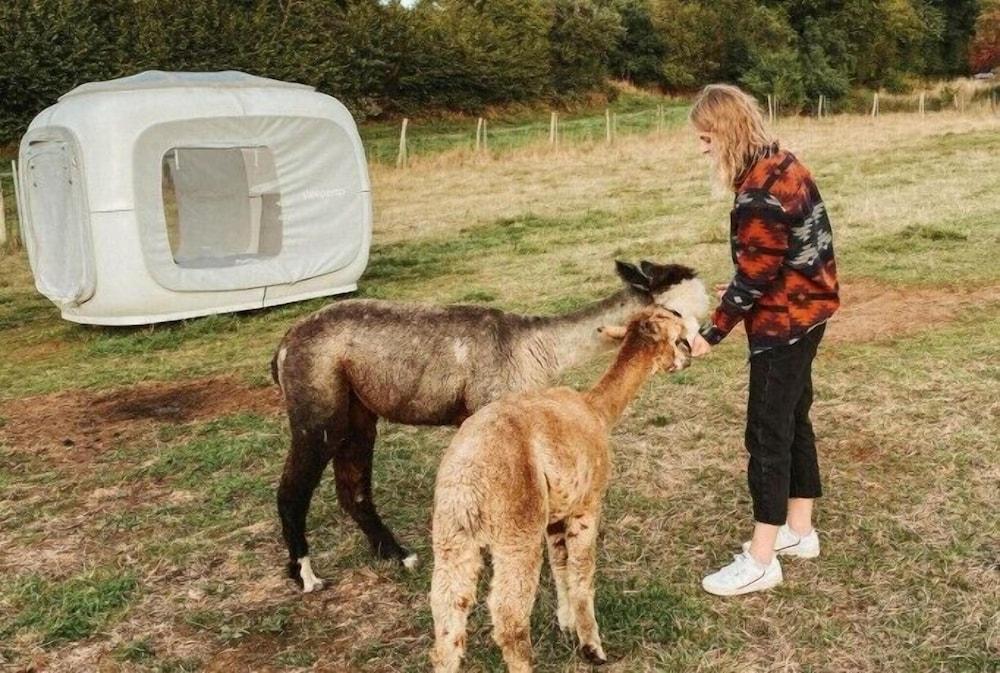 Alpaka Dream Unique Stay - Cube