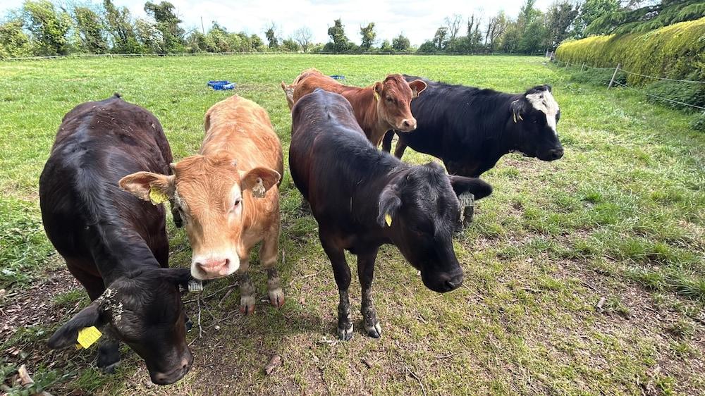 1-bed Cosy Cottage Near Emerald Park - Sleeps 5