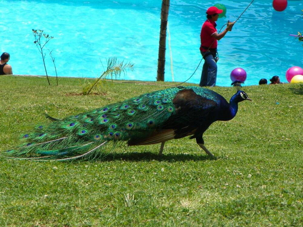 OTRO ROLLO EN JILOTPEC ZACAPOAXTLA