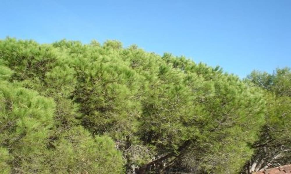 Studio in Llafranc - 104755 by MO Rentals