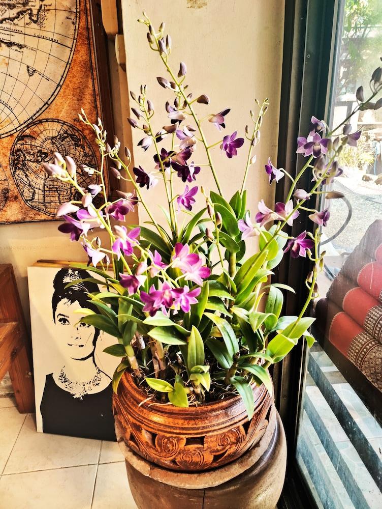 Panda House Chiang Mai