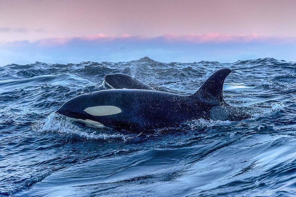 Aurora Glamping By The Whales