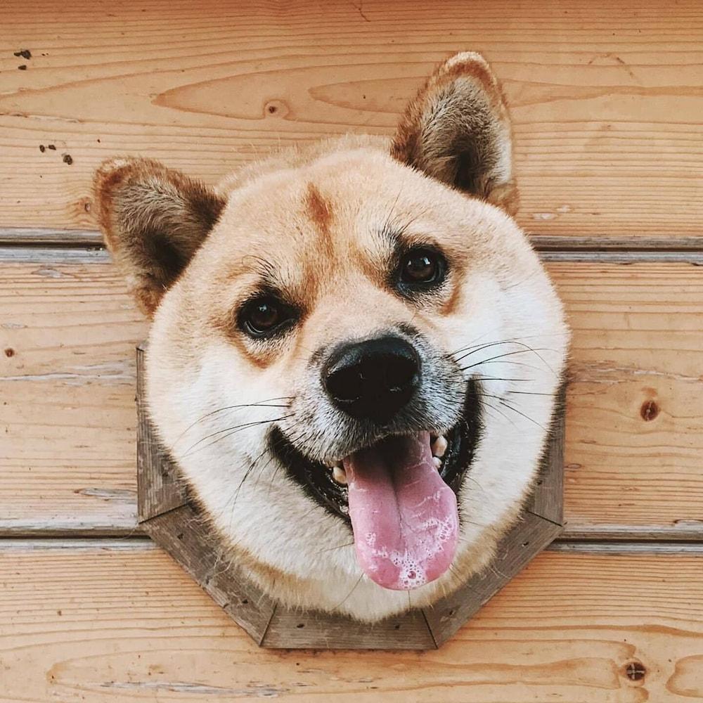 Syuan Ding Ben Er Gu