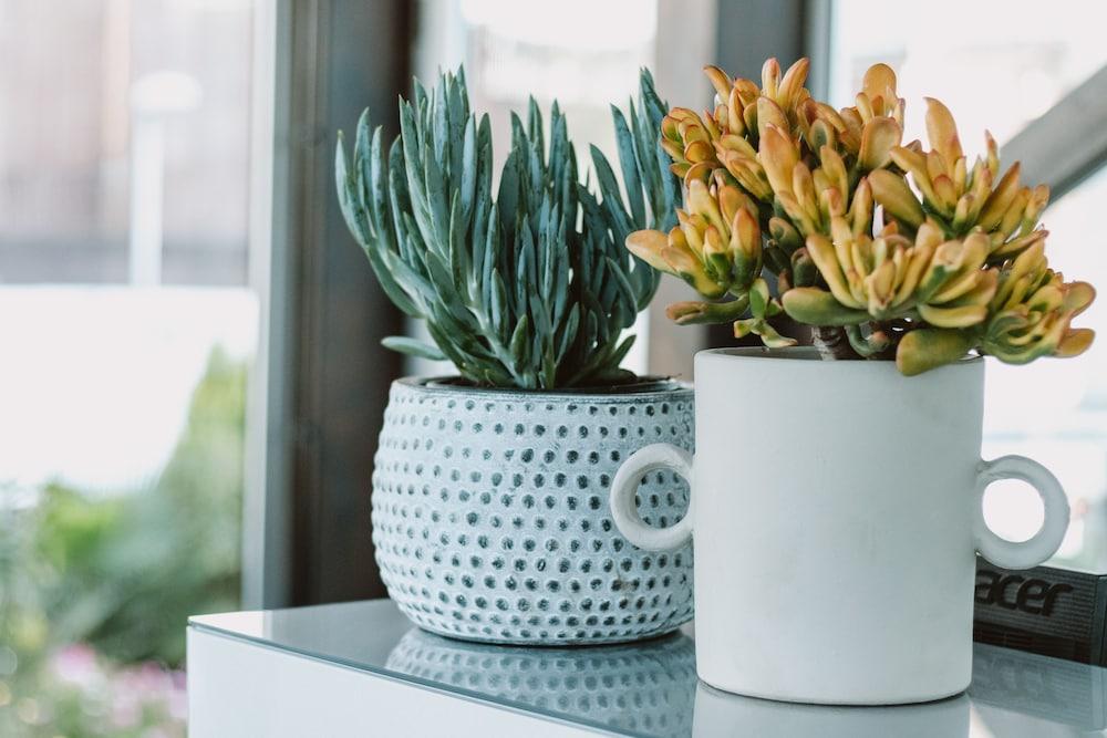 Apartamentos El Palmar