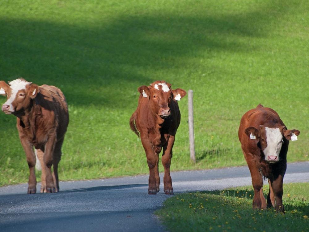 Animal -friendly Apartment in Leogang