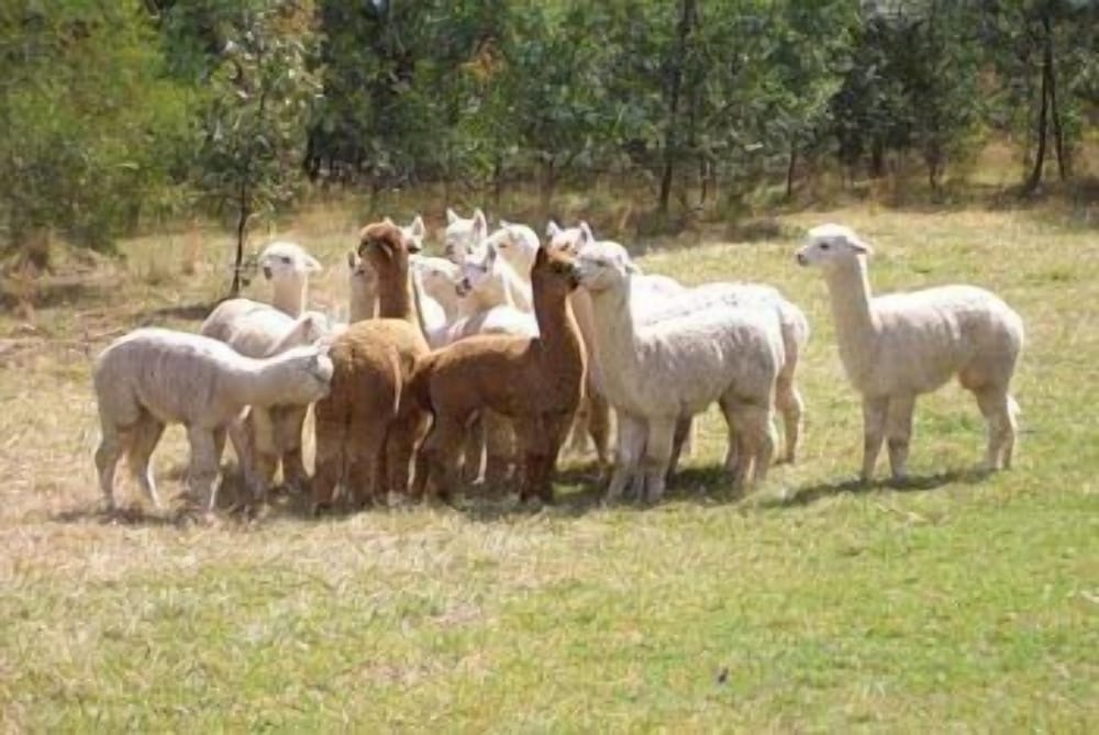 Madison's Mountain Retreat