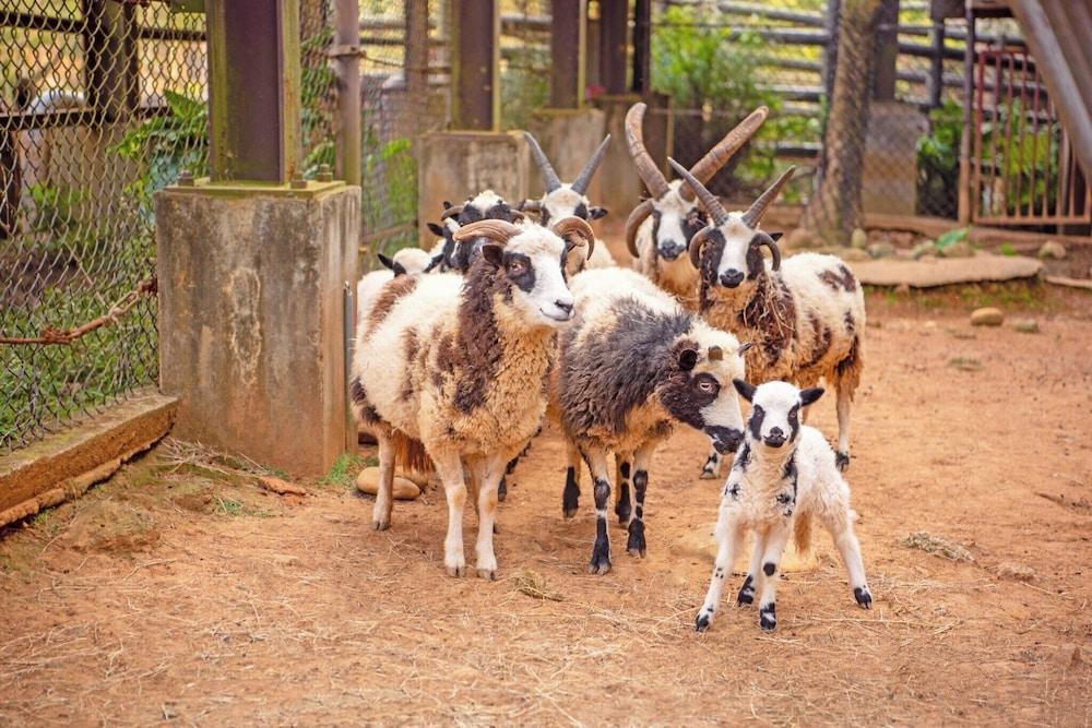 Leofoo Resort Guanshi