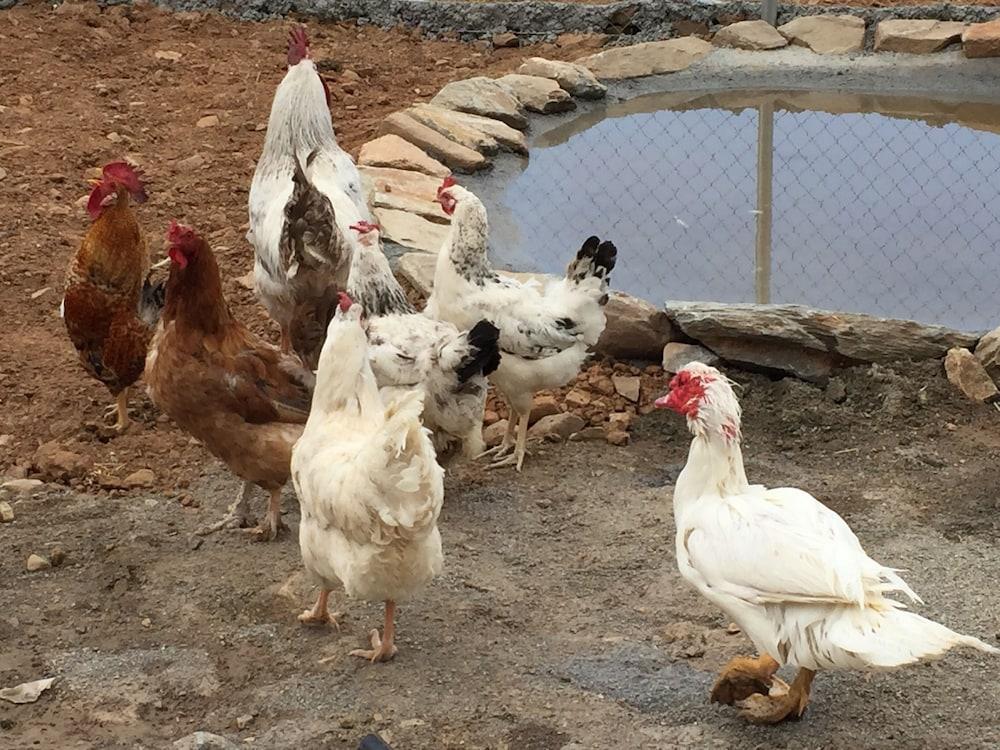 Romantic House for 2 People With Jacuzzi