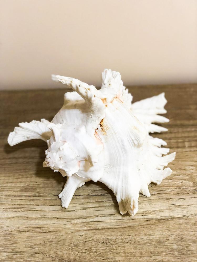 Flower Street Luxury Studios in Palm Residence