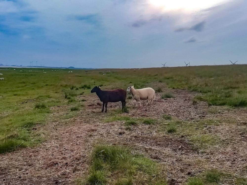 4 Person Holiday Home in Bramming-by Traum