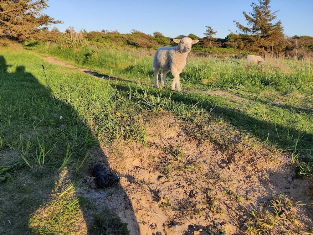 6 Person Holiday Home in Hjorring
