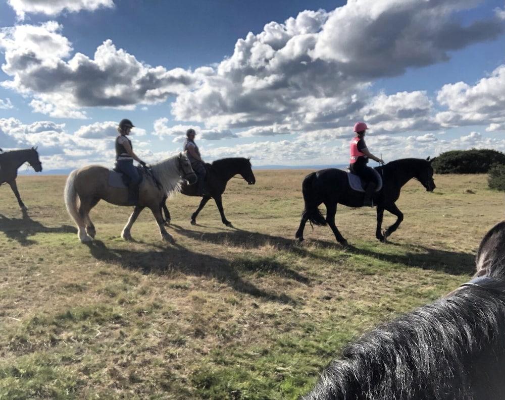 3 Guests - Pet Friendly - Grid Tree-house