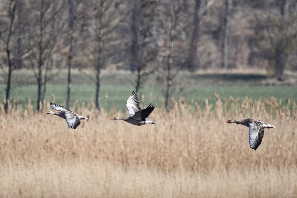 Come to This House to Stay for Holidays