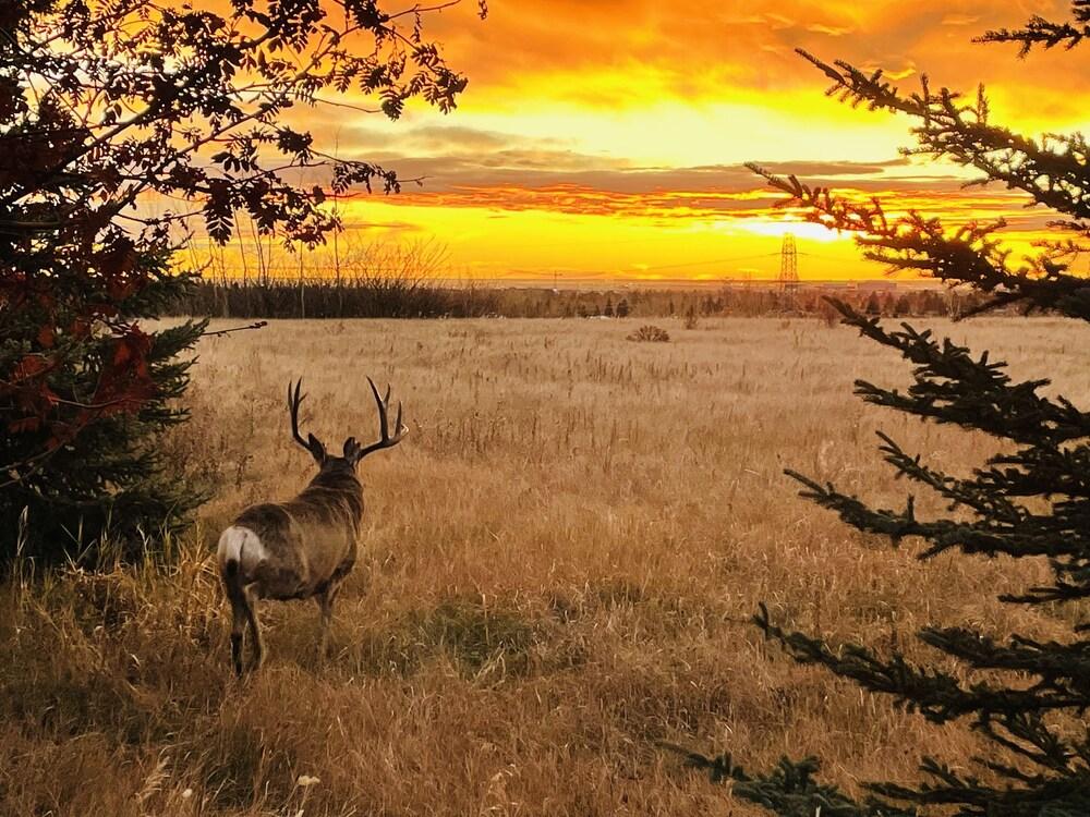 One Hotel Room with King Bed & AC