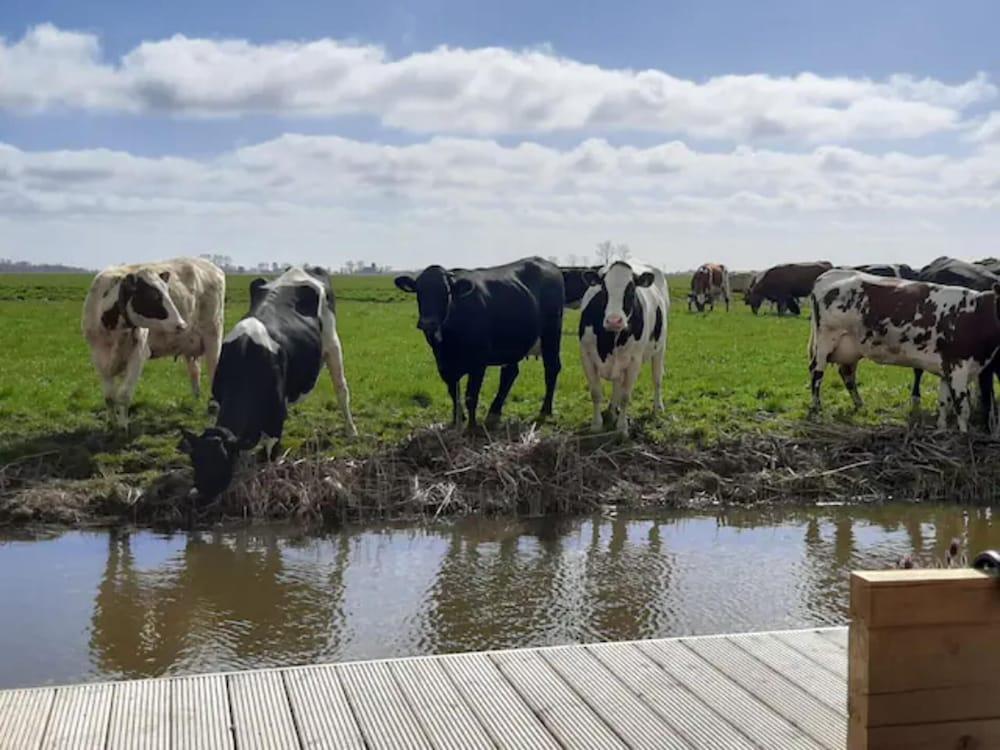 Prive Jacuzzi, Cows, Dairyfarm, Relaxing, Sleeping