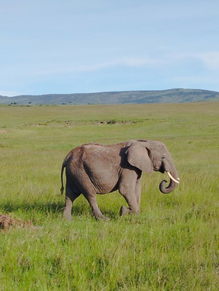Mara Enkajiang Tented Camp