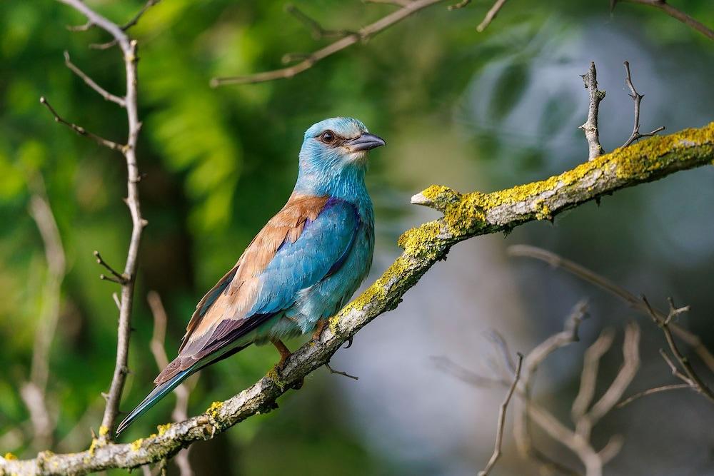 Gedeon Tanya-Panzió