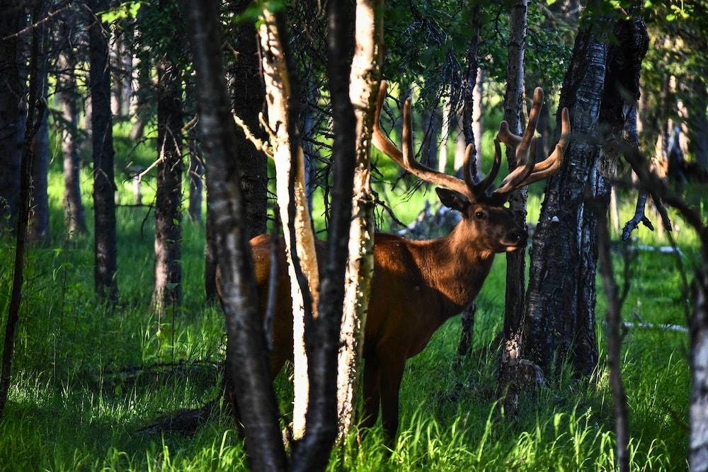Spacious & Private Home w/ Lazy Mountain View