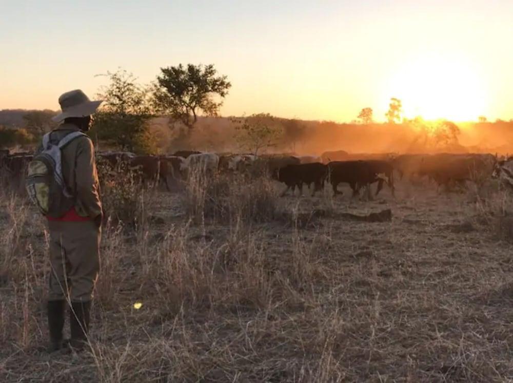 Bungalow 2 on This World Renowned Eco Site 40 Minutes From Vic Falls Fully Catered Stay - 1982