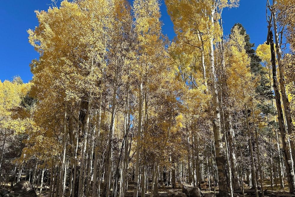Flagstaff Home w/ EV Charger, 10 Mi to Downtown