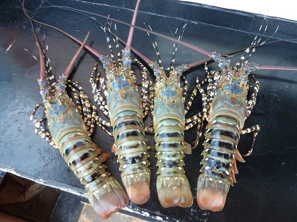 Room in Guest Room - 38m2 Turtle Suite in a 560 m2 Villa, Indian Ocean View