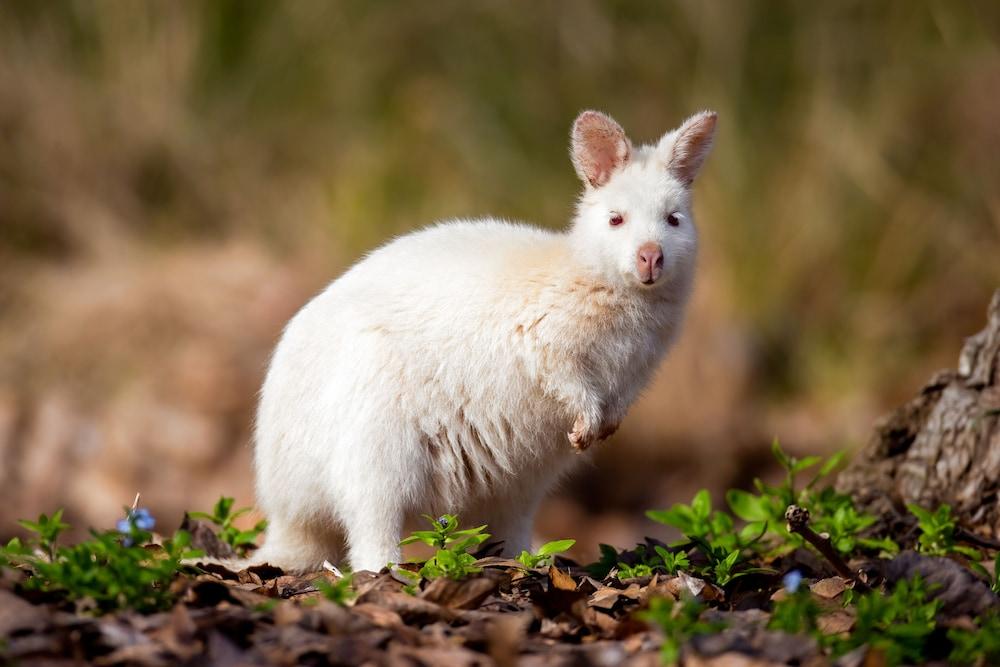 Cloudy Creek Cottage