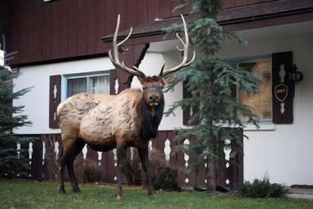 Fawn Valley Inn: 272 Condo